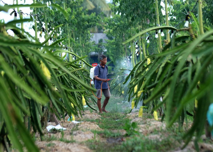 Dari Banyuwangi ke Pasar Lebih Luas, Petani Buah Naga Naik Kelas Berkat Program Klasterku Hidupku BRI