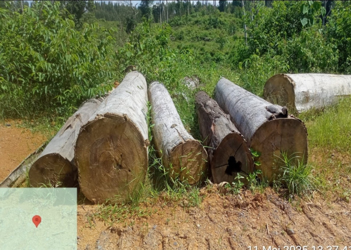Pembalakan di Hutan Kawasan, Warga Sungai Bengkal Desak Penindakan Tegas Pelaku Illegal Logging