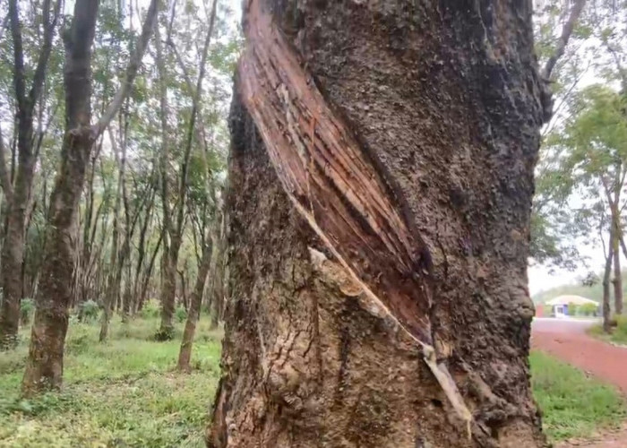 5 Rahasia Petani Karet Vietnam Hasil Berlimpah Pagi Tidur-tiduran