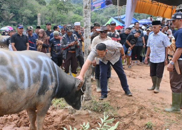 Mantai Kerbau Basamo Datuk Ba Empek Menti Nan Batigo, Bupati M. Syukur Jaga Tradisi Leluhur