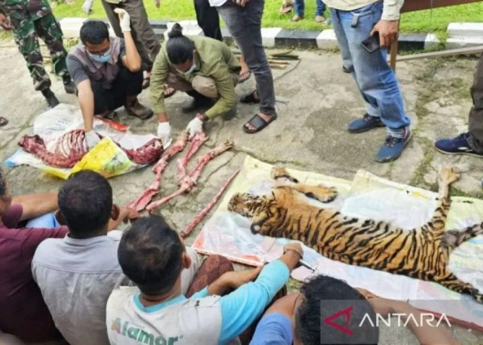 Kemenhut Pastikan Tindak Tegas Pelaku Perburuan Harimau Sumatera