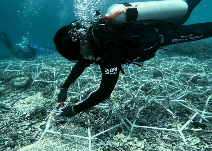 Jaga Ekosistem Laut Tetap Lestari, Ini Aksi Nyata BRI Menanam - Grow and Green di Pulau Kapoposang 