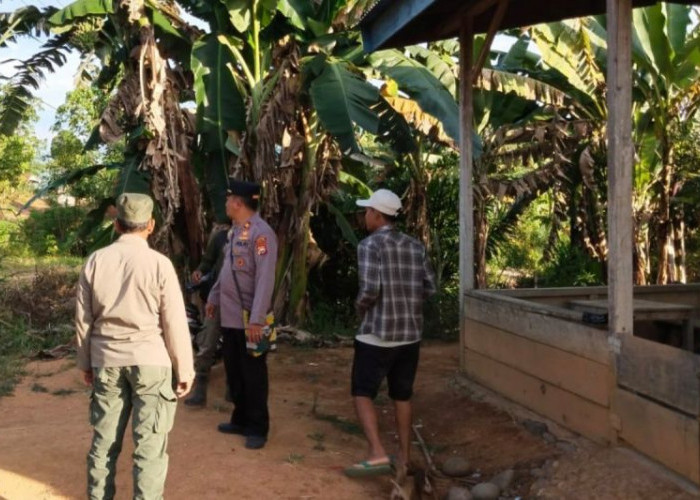 Konflik Satwa Harimau, BKSDA Bengkulu Siaga di Lokasi