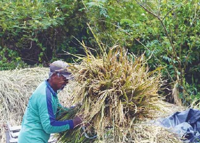 42 Hektare di Provinsi Jambi Gagal Panen, Tanaman Pangan dan Hortikultura