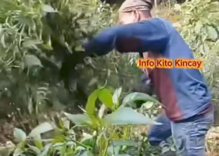 Harga Cabai Terpuruk di Kerinci, Petani Terpaksa Tebang Tanaman