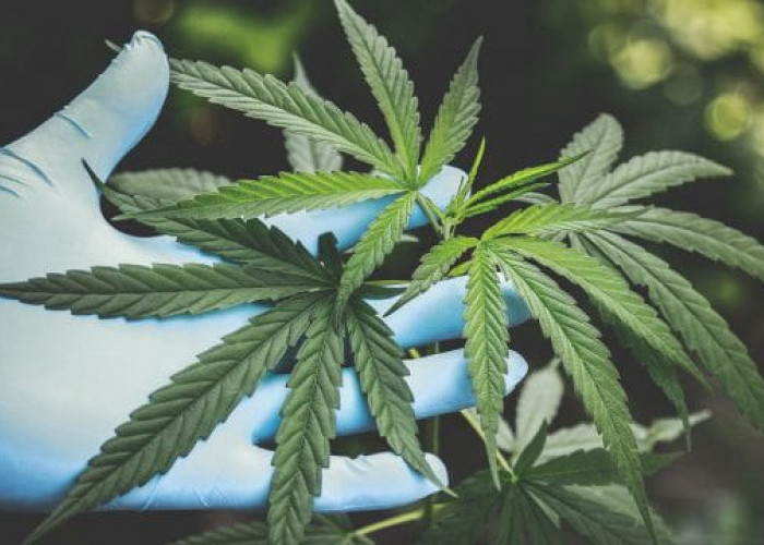 Bea Cukai dan BNN Bongkar Modus Penyelundupan 3,37 Ton Ganja Thailand dalam Koper dan Matras Lateks