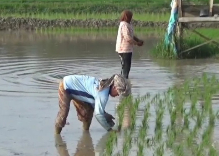 Dorong Petani Tanam Padi Dua Kali Setahun