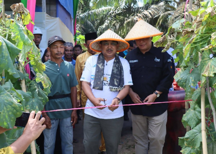 Bupati Anwar Sadat dan Wabup Katamso Puji Inovasi Panen Melon Kuala Dasal yang Tembus Pasar Nasional