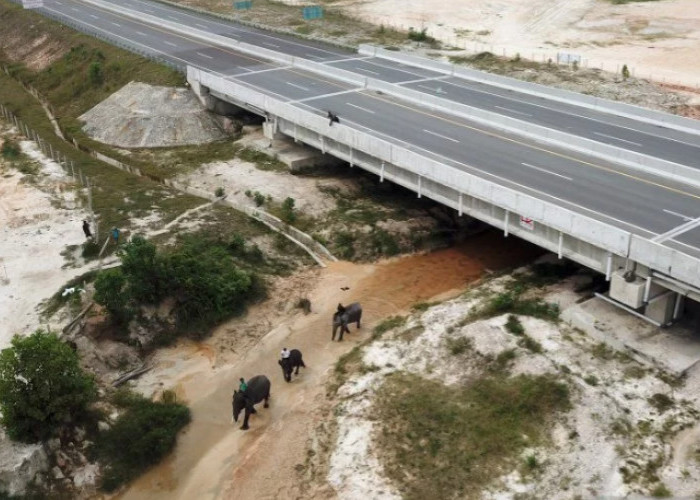 Tak Hanya Manusia 75 Gajah Pun Wara-wiri Melintasi Tol Pekanbaru-Dumai dengan Terowongannya