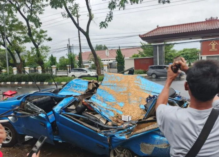 Pohon Tumbang Timpa Mobil di Semarang