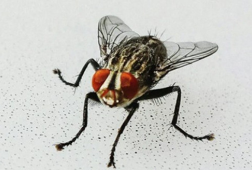 Kenapa Lalat Susah Ditangkap? Ternyata ini Sebabnya