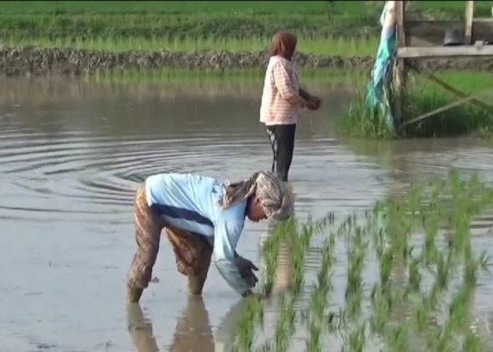 Petani Berharap Dapat Bantuan Pupuk dan Penuntas Hama