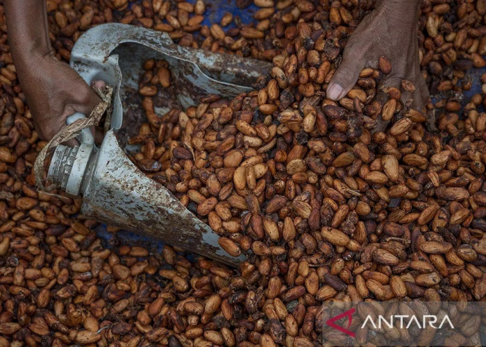 Naiknya Harga Biji Kakao Karena Penurunan Produksi di Negara Produsen