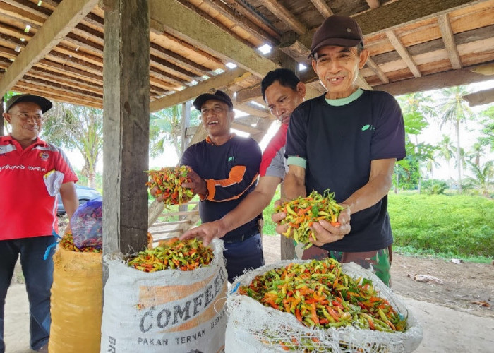 Stabilkan Harga Cabai Nasional, Kementan Gandeng Jejaring Champion Perkuat Distribusi Sentra Produksi