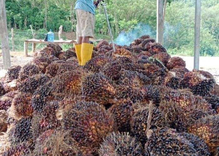 Pemkab Sarolangun Alokasikan 1.500 Hektar Program Peremajaan Kelapa Sawit Rakyat