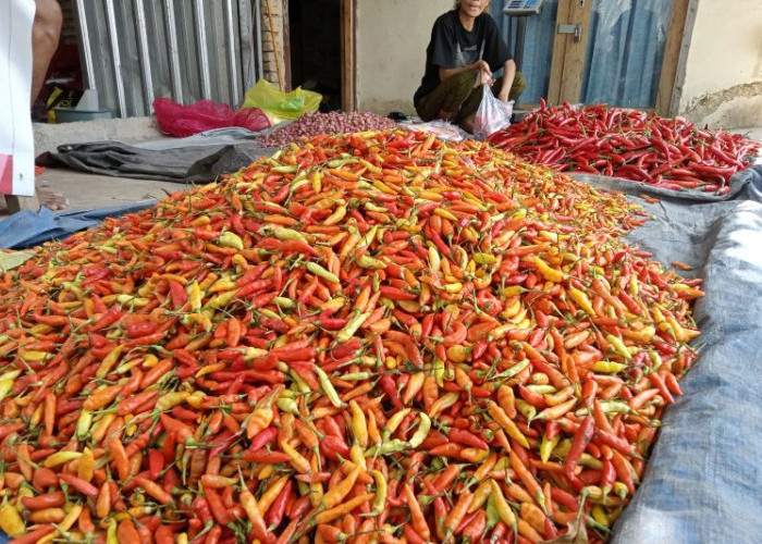 Harga Cabai di Mataram Capai Rp70.000 Per Kilogram 