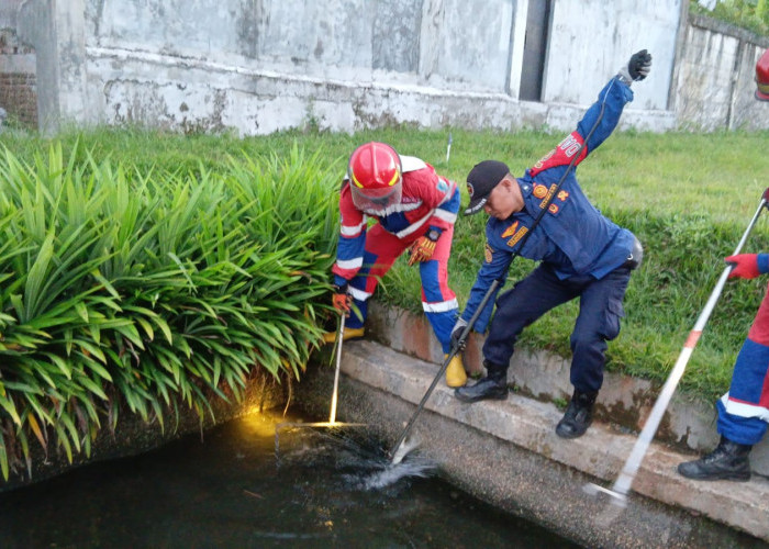 Warga Jelutung Heboh! Seekor Buaya Muncul di Permukiman, Damkar Kota Jambi Gerak Cepat Evakuasi