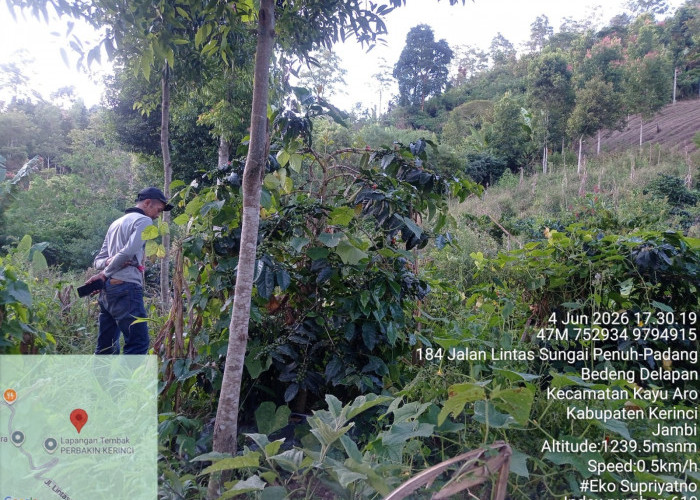 BBTNKS Turunkan Tim, Jejak dan Video Harimau di Ujung Ladang Kerinci Picu Kewaspadaan