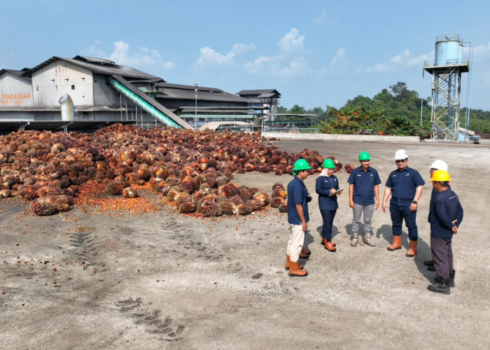 Harga TBS Sawit Dharmasraya 12 Agustus 2026, Brondolan Sawit Tembus Rp3.950/Kg, Berikut Rinciannya
