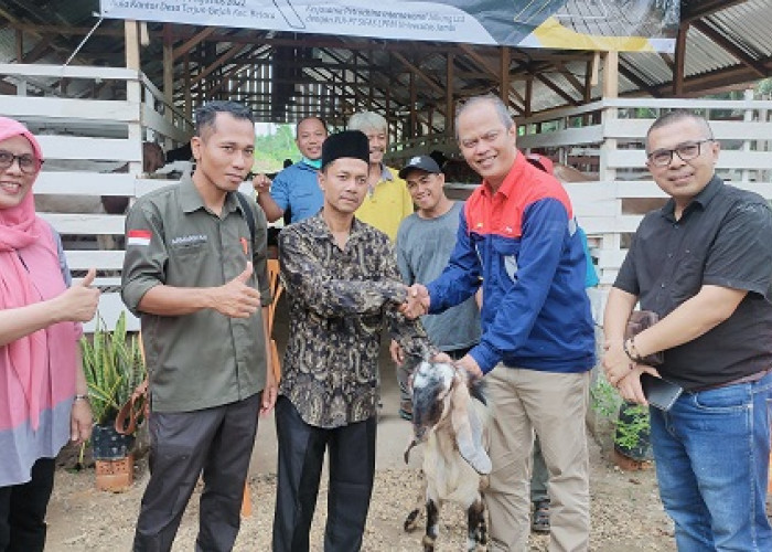 Konsen Bantu BUMDes, PetroChina Beri Bantuan 35 Ekor Kambing