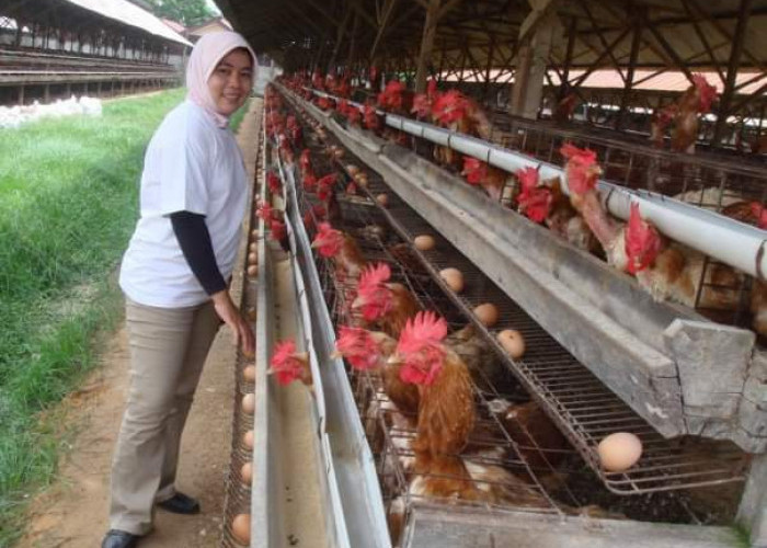Ini Kriteria Penerima Bansos Telur dan Daging Ayam Sebelum Lebaran 2023