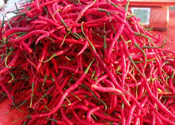 Harga Cabai Ditingkat Pengecer di Lebak Merangkak Naik. Di Jambi Relatif Stabil