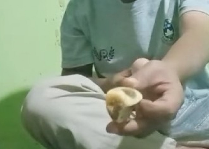 Buah Sudah Busuk, Warga Sorot MBG di Siulak