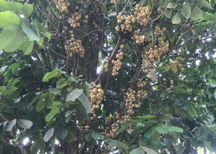 Buah Duku Tanjabtim Panen Lagi, Pohon Banyak Mati Hasil Tak Maksimal