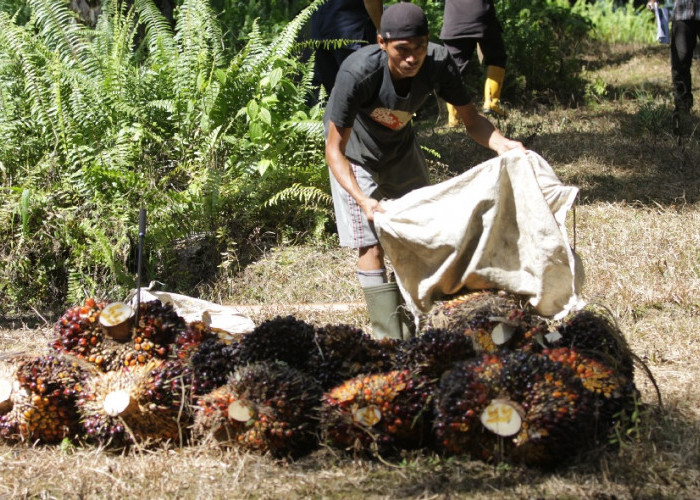 Harga TBS Sawit Dharmasraya 25 Agustus 2026, Tertinggi Rp3.942/Kg, Terendah Rp3.265/Kg, Berikut Rinciannya