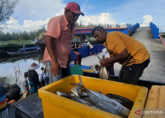 Produksi Ikan Tangkap di Pariaman 2024 Meningkat Jadi 6.087 Ton