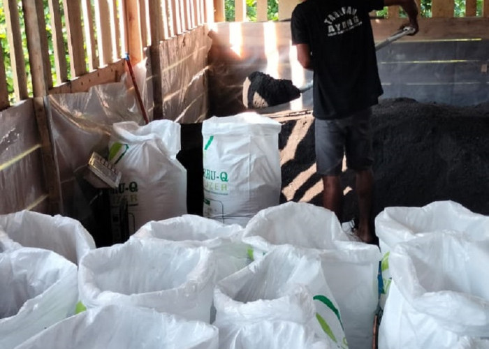 Dari Limbah Menjadi Rupiah, Jejak Sukses Kompos Anikbru Menggerakkan Ekonomi Desa Ibru