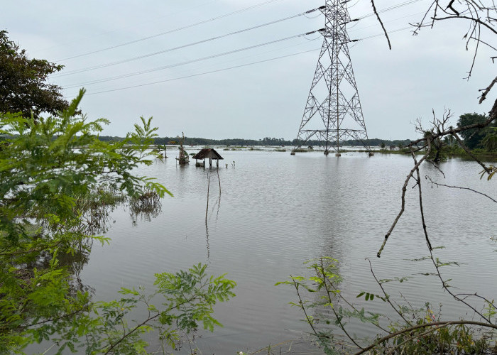 Petani Terancam Gagal Panen, Ratusan Hektare Lahan Sawah di Muaro Jambi Terendam