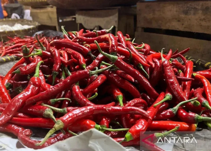 Harga Cabai Rawit Turun Jadi Rp45.002/kg, Bawang Merah Rp37.308 /kg