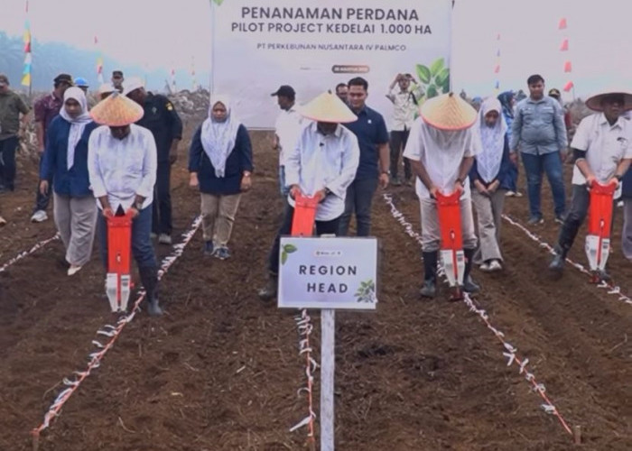 Dukung Swasembada Pangan, PTPN IV Regional IV Gelar Penanaman Perdana Pilot Project Kedelai 1.000 Ha di Tebo