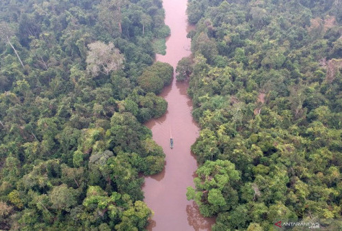 Teror Harimau, 16 Kambing Warga Desa Sungai Cemara Sadu Tanjabtim Dimangsa