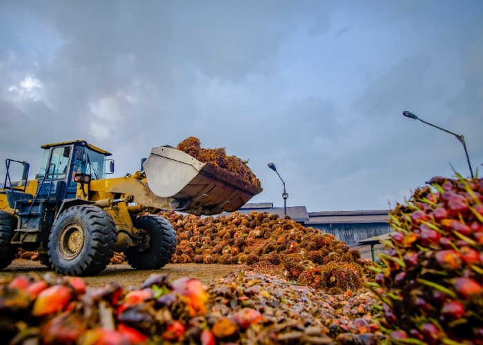 PTPN IV PalmCo Catat Pertumbuhan Produksi CPO 3,55 Persen di Tengah Tantangan El Nino