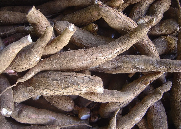 PTPN III Dorong Kemandirian Pangan dan Energi Lewat Hilirisasi Ubi Kayu