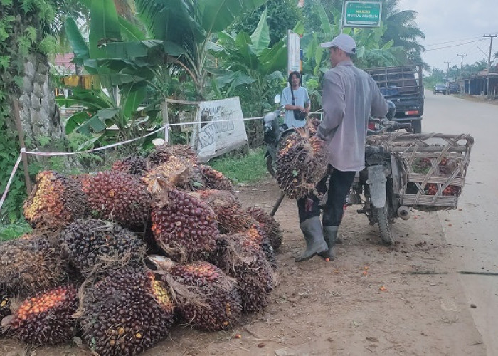 Harga TBS Sawit Tembus Rp3.050 per Kilogram, Petani di Geragai Justru Gigit Jari Akibat Buah Trek