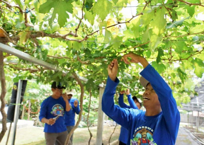 Cerita Petani Anggur Duyu Bangkit: Reforma Agraria Tak Hanya Soal Tanah, tapi Juga Kemandirian