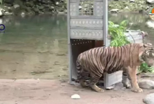 Pergerakan Harimau Sangat Lincah dan Aktif, Kelilingi Perkebunan Warga di Kerinci