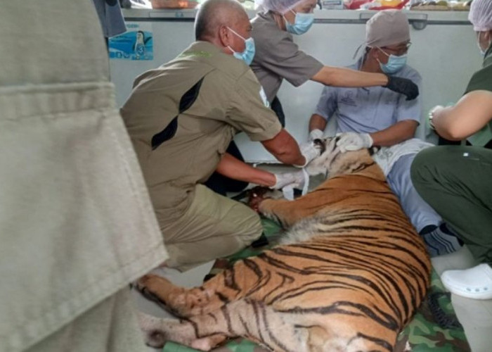 Luka Menganga di Kaki Harimau Sumatera Mulai Ditutup Tim Medis, Hutan Jambi Dihantui Jerat Kawat