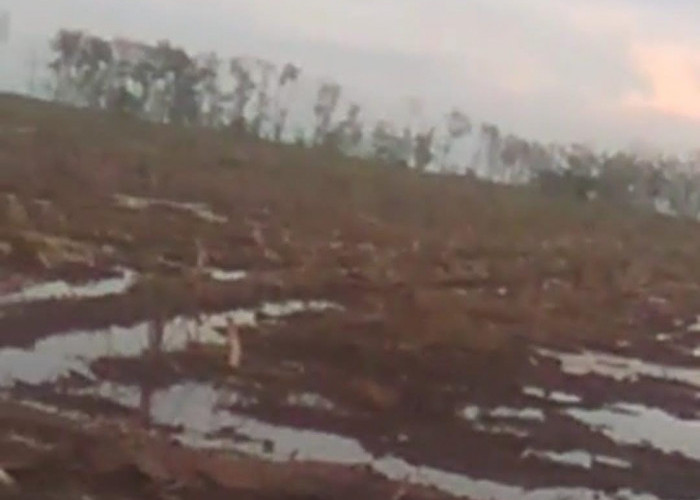 Bersih!, Hutan Mangrove di Sadu Ditebang Tanpa Izin