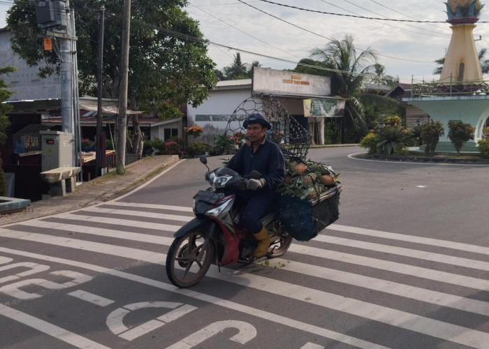 Jalan Mulus Buka Peluang Fulus, Perbaikan Infrastruktur Dorong Ekonomi Petani Nanas Jambi