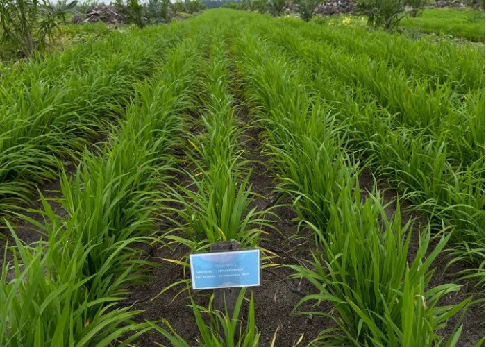 Progres Program Tanam Padi PTPN, Tumbuh Subur dan Potensi Tambah Pendapatan Petani Sawit