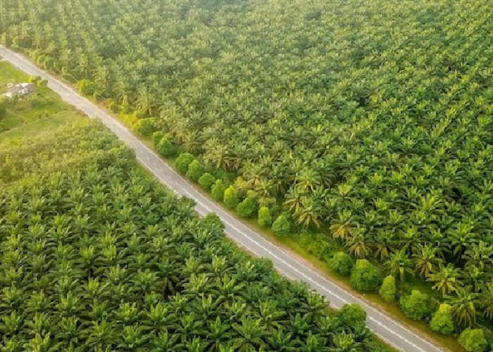 Perkuat Tata Kelola dan ESG, PTPN IV PalmCo Kebut Sertifikasi Standar Global di Seluruh Regional