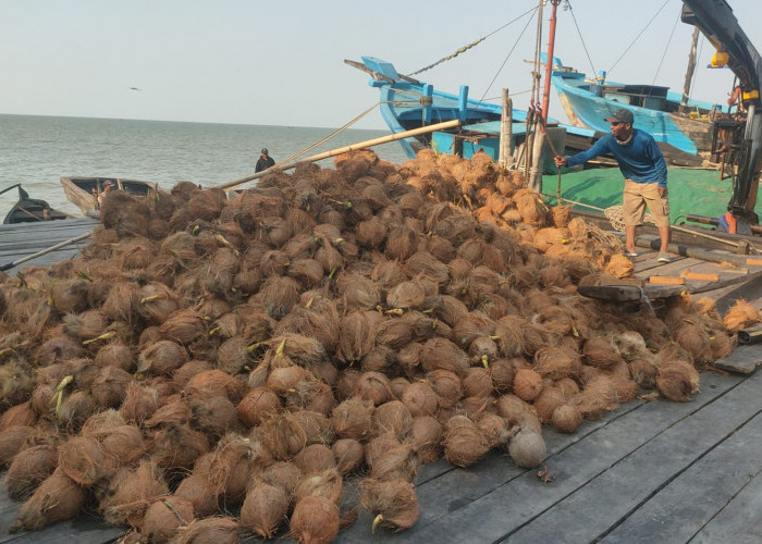 Harga Kelapa Dalam Naik Melonjak, Perekomian Petani Membaik