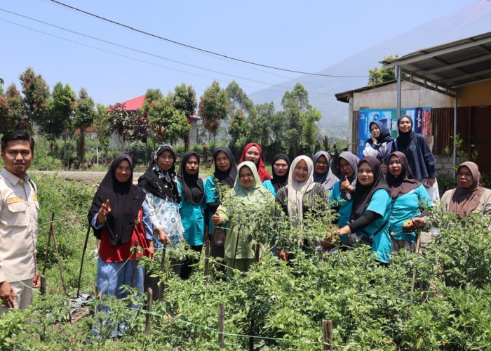PNM Perkuat Klaster Budidaya Cabai Nasabah di Kerinci