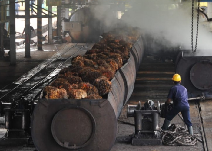 Harga Minyak Kelapa Sawit Turun 