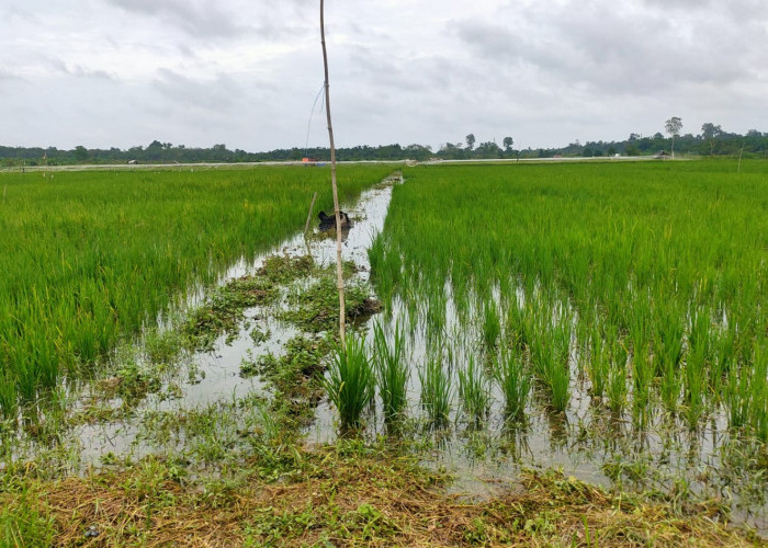Tanjabtim Bidik 1.000 Hektare Sawah Baru di 2026