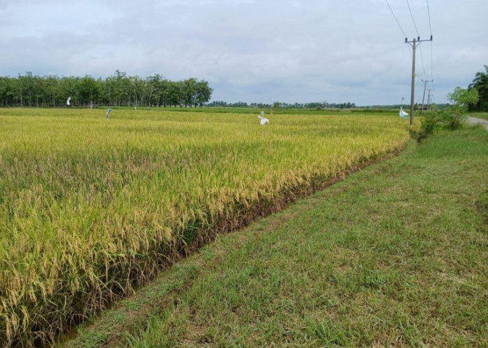 Petani Bungo Jual Ratusan Ton Gabah Padi ke Sumbar